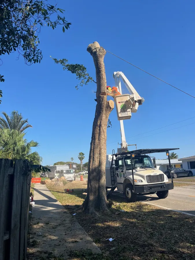 Bucket truck crew performing a tall tree removal