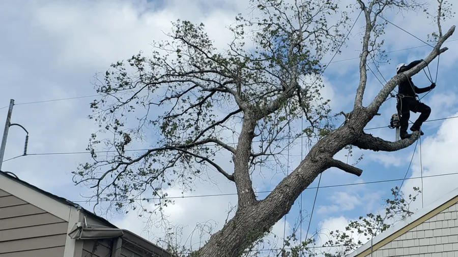 Certified climber pruning a large hardwood tree